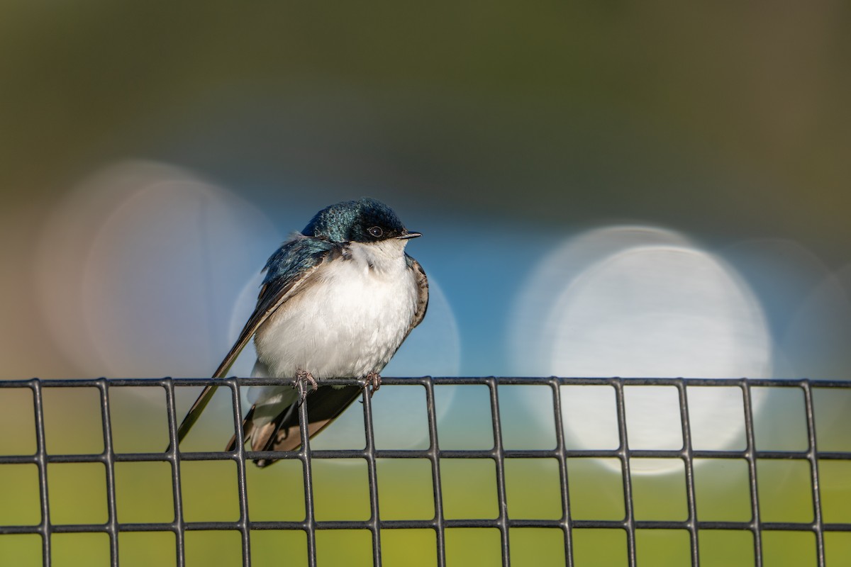 Tree Swallow - ML635366035