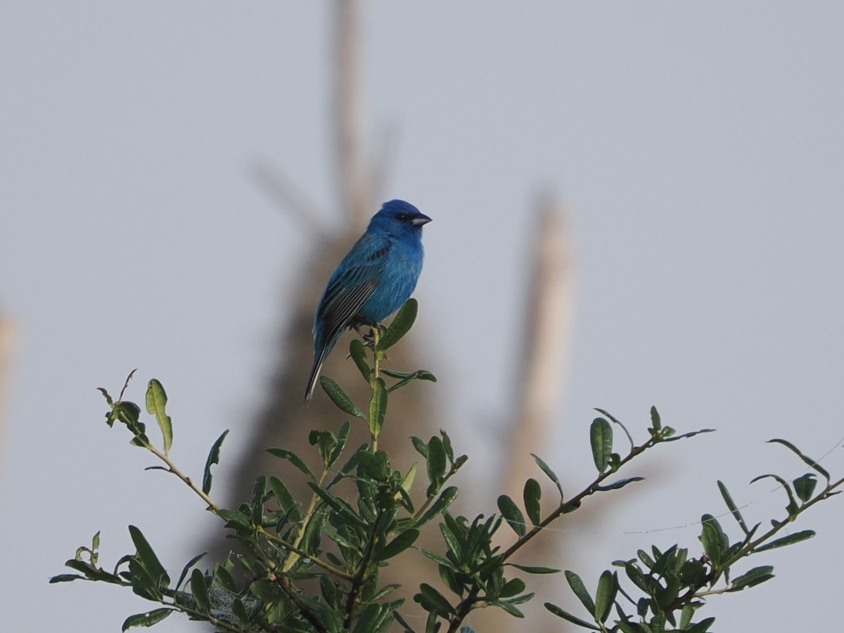 Indigo Bunting - ML635366040