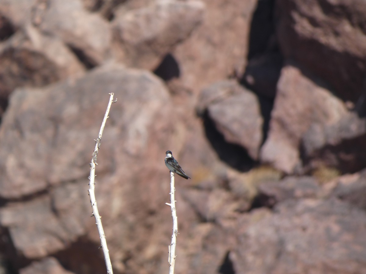 Tree Swallow - ML635366079