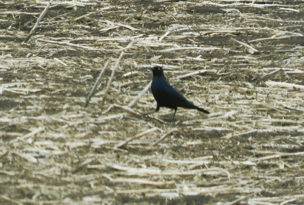 Brewer's Blackbird - ML635366081