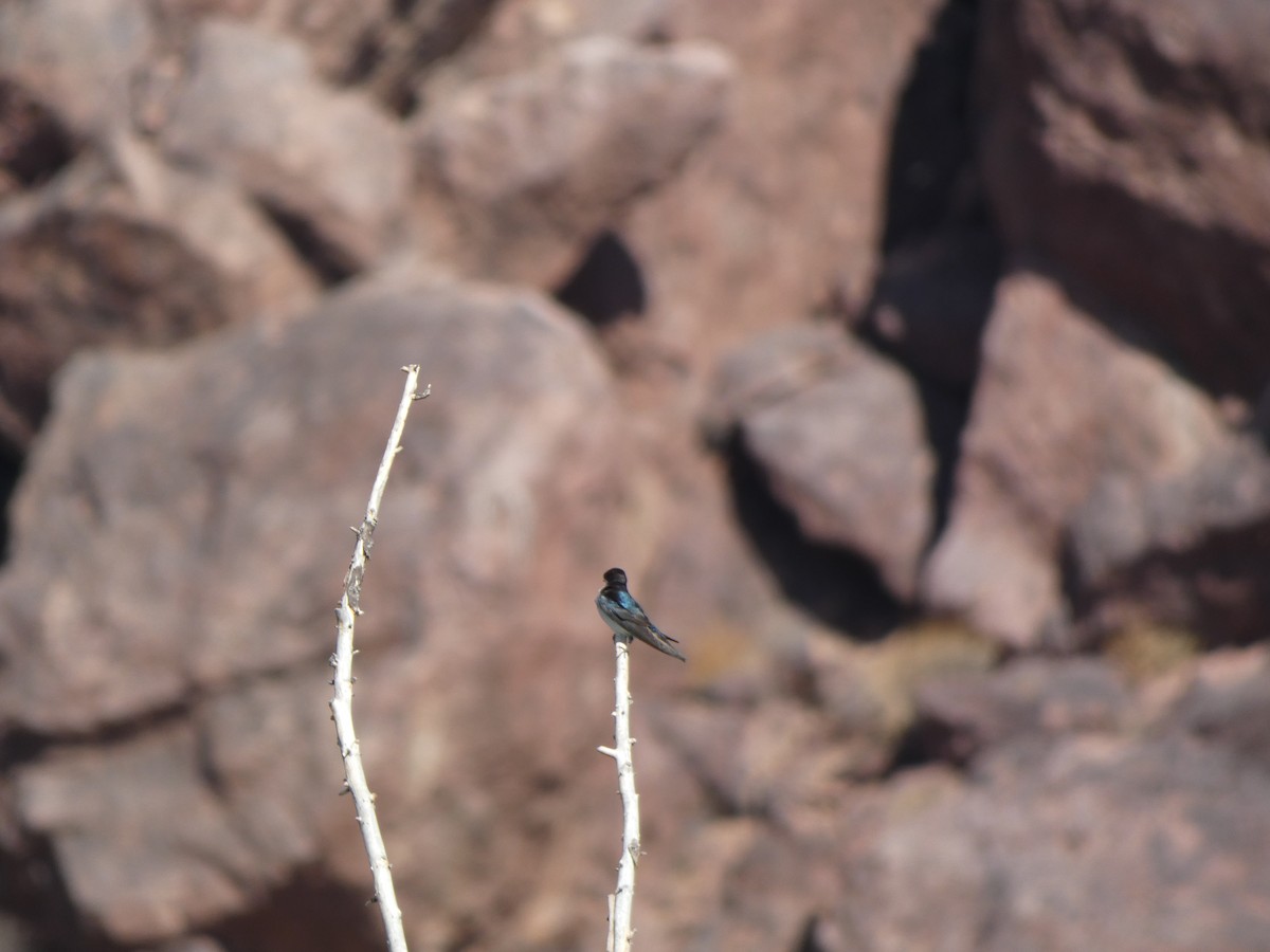 Tree Swallow - ML635366101