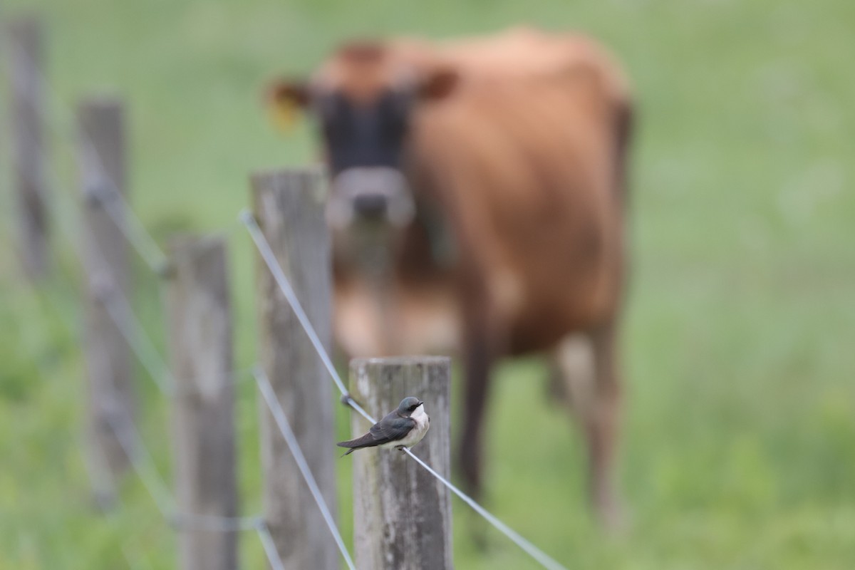 Tree Swallow - ML635366103