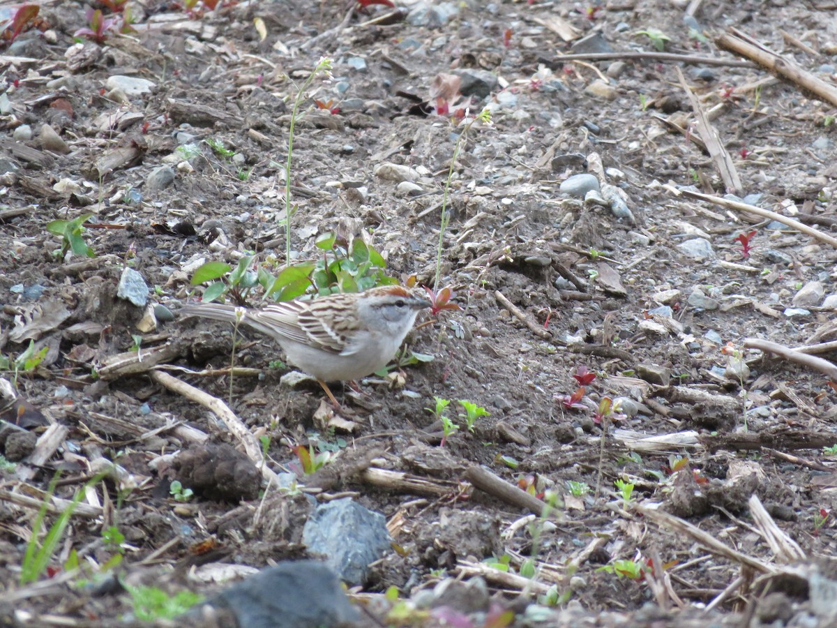 Chipping Sparrow - ML635366107