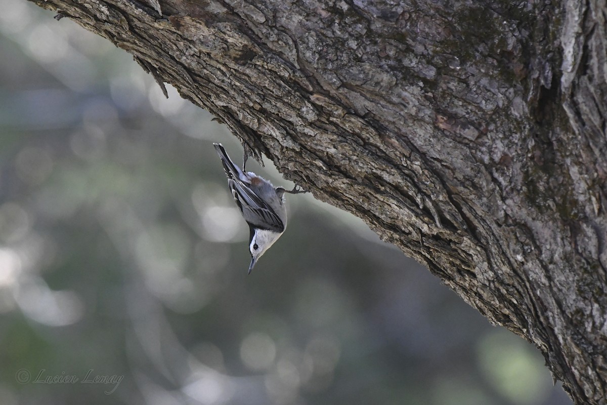 White-breasted Nuthatch - ML635366111