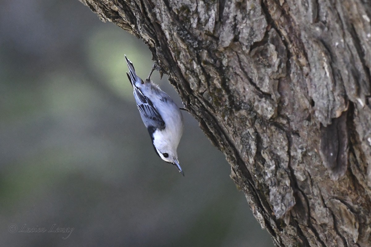 White-breasted Nuthatch - ML635366118