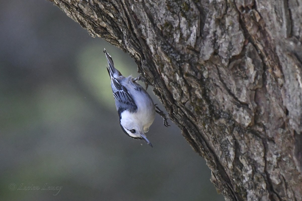 White-breasted Nuthatch - ML635366119