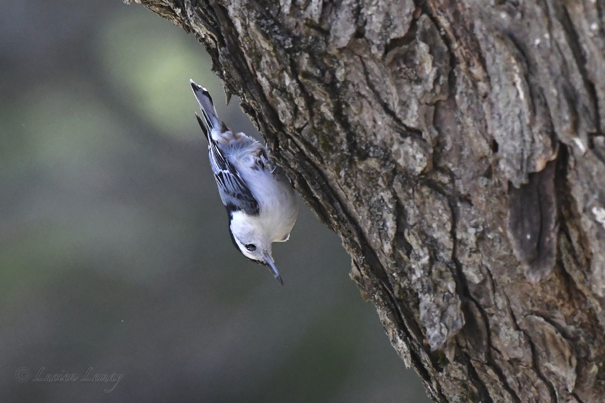 White-breasted Nuthatch - ML635366127