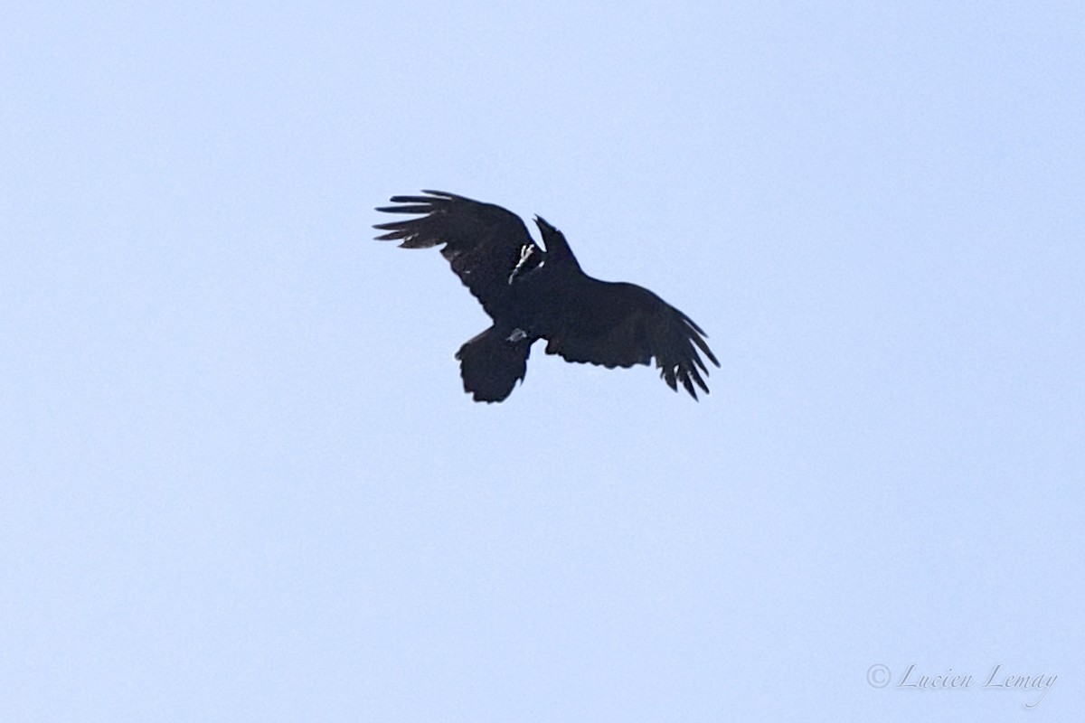 Common Raven - ML635366130
