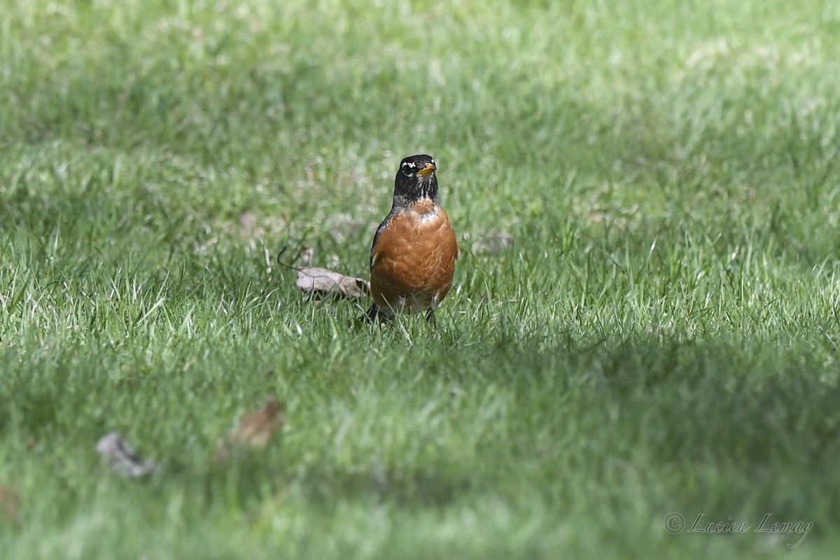 American Robin - ML635366140