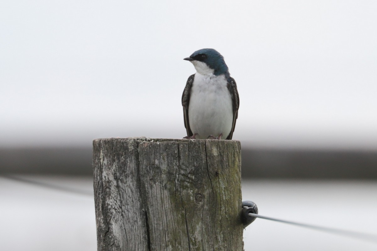 Tree Swallow - ML635366144