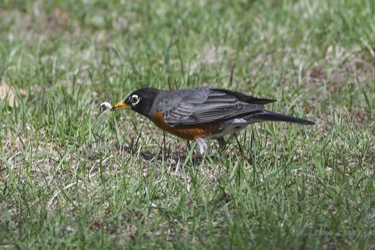 American Robin - ML635366145