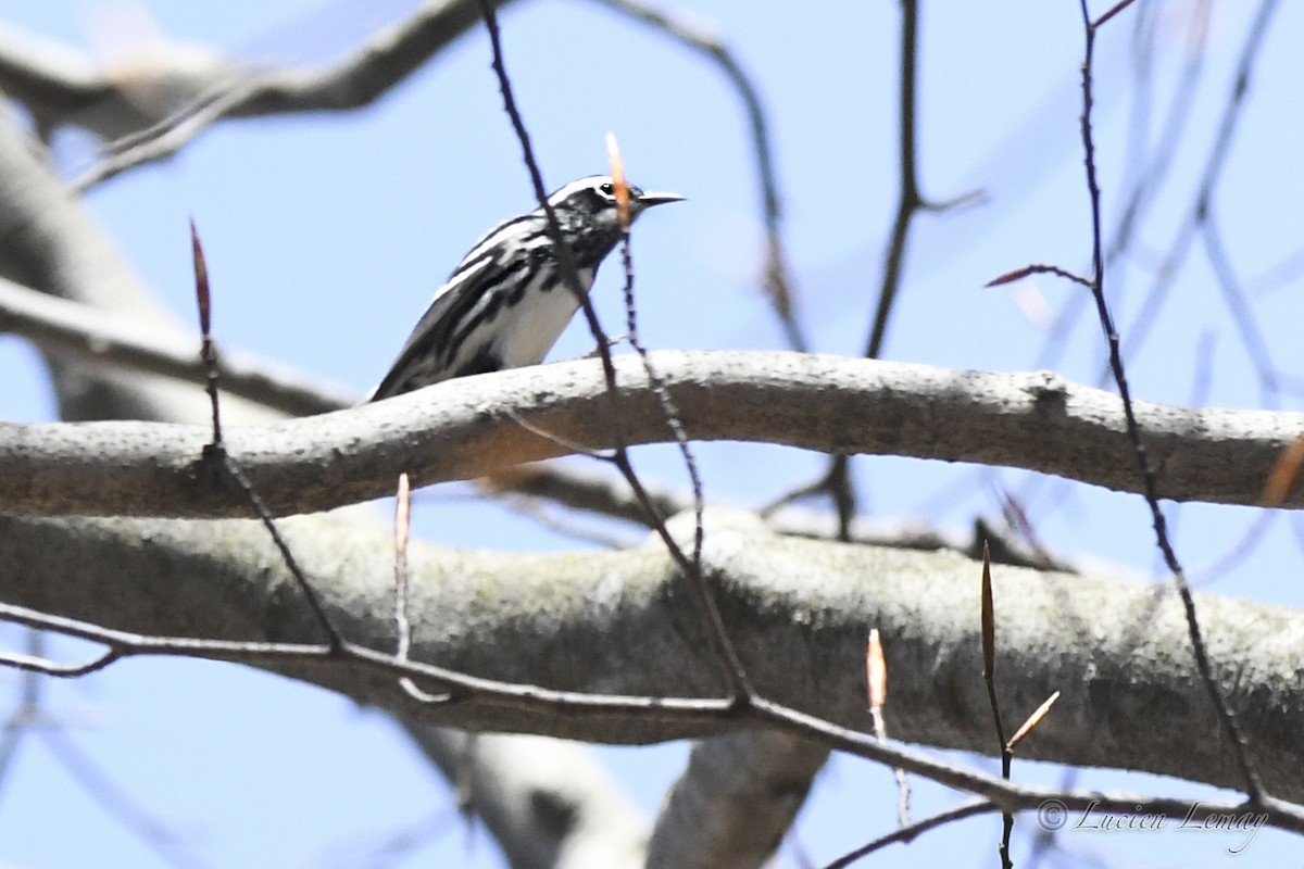 Black-and-white Warbler - ML635366151