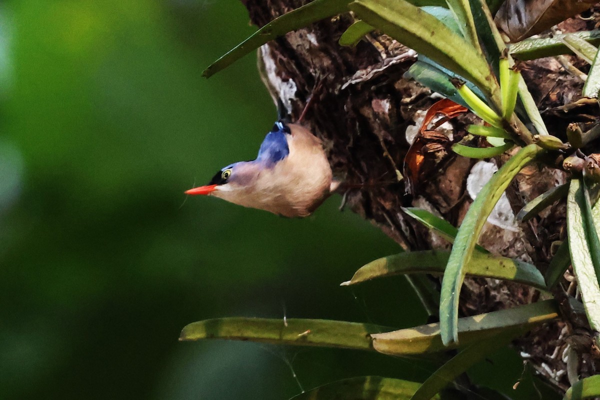 Velvet-fronted Nuthatch - ML635366153