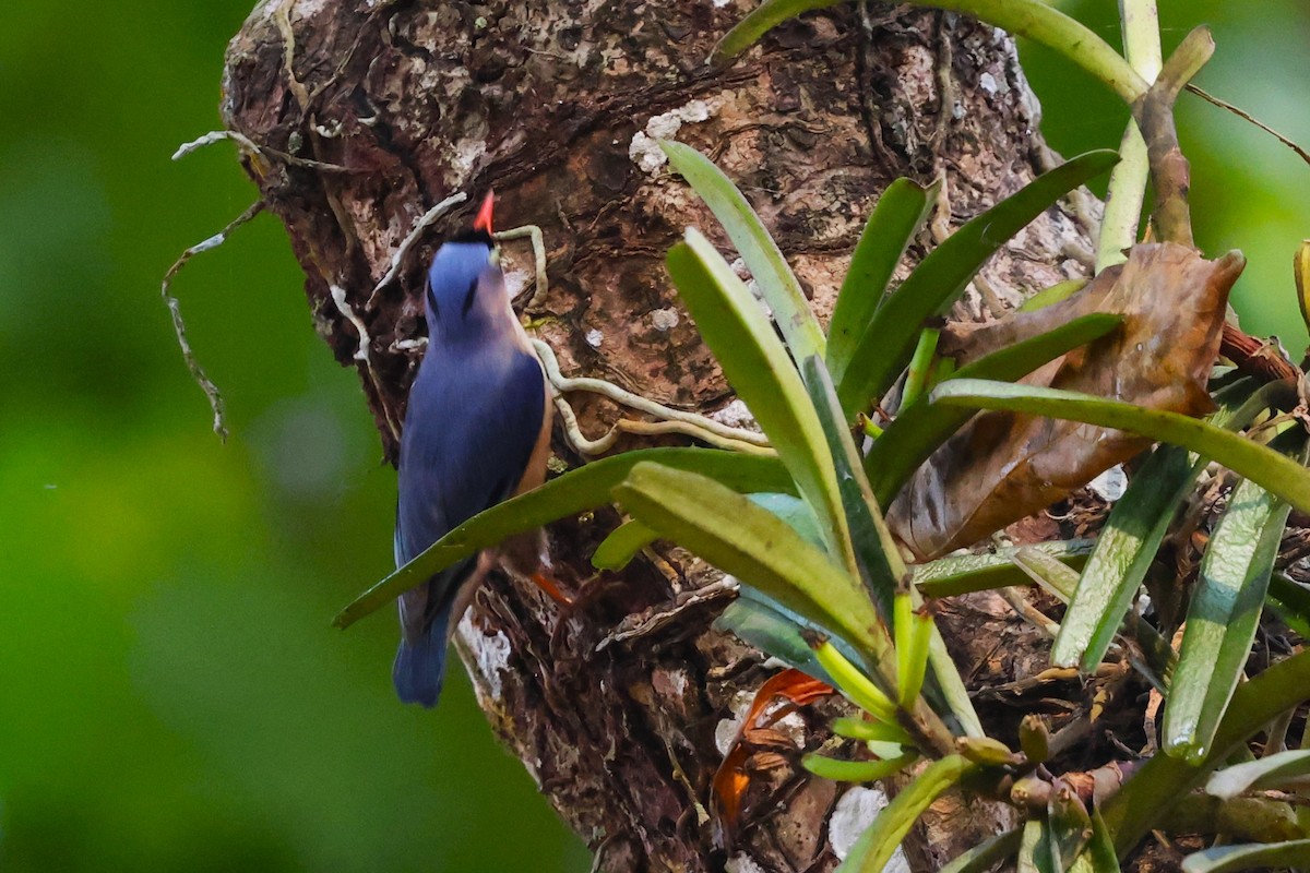 Velvet-fronted Nuthatch - ML635366155