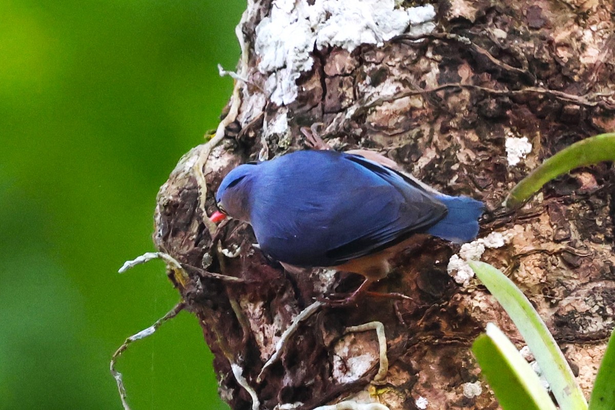 Velvet-fronted Nuthatch - ML635366156