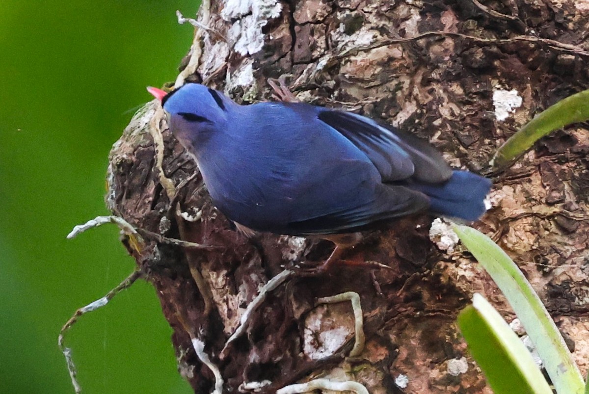 Velvet-fronted Nuthatch - ML635366157