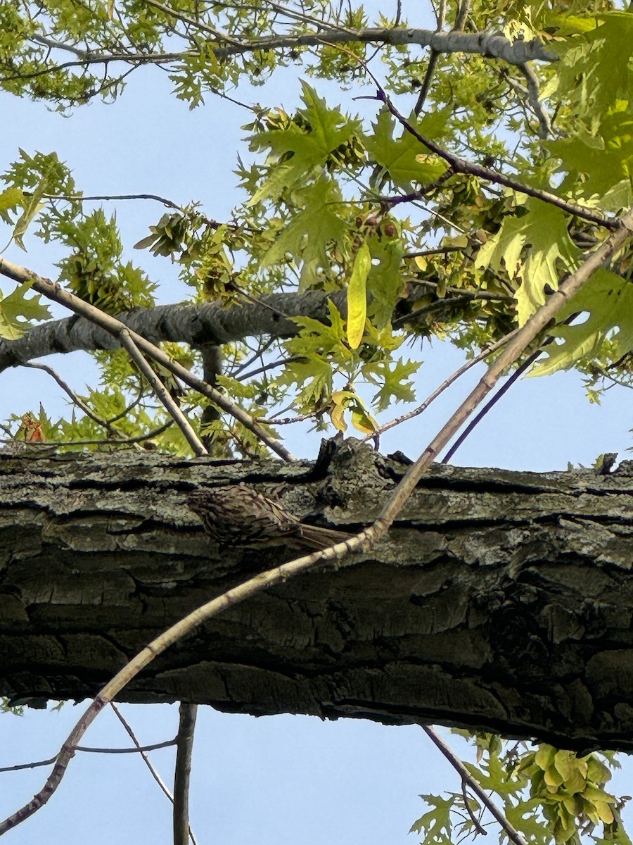 Brown Creeper - ML635366161