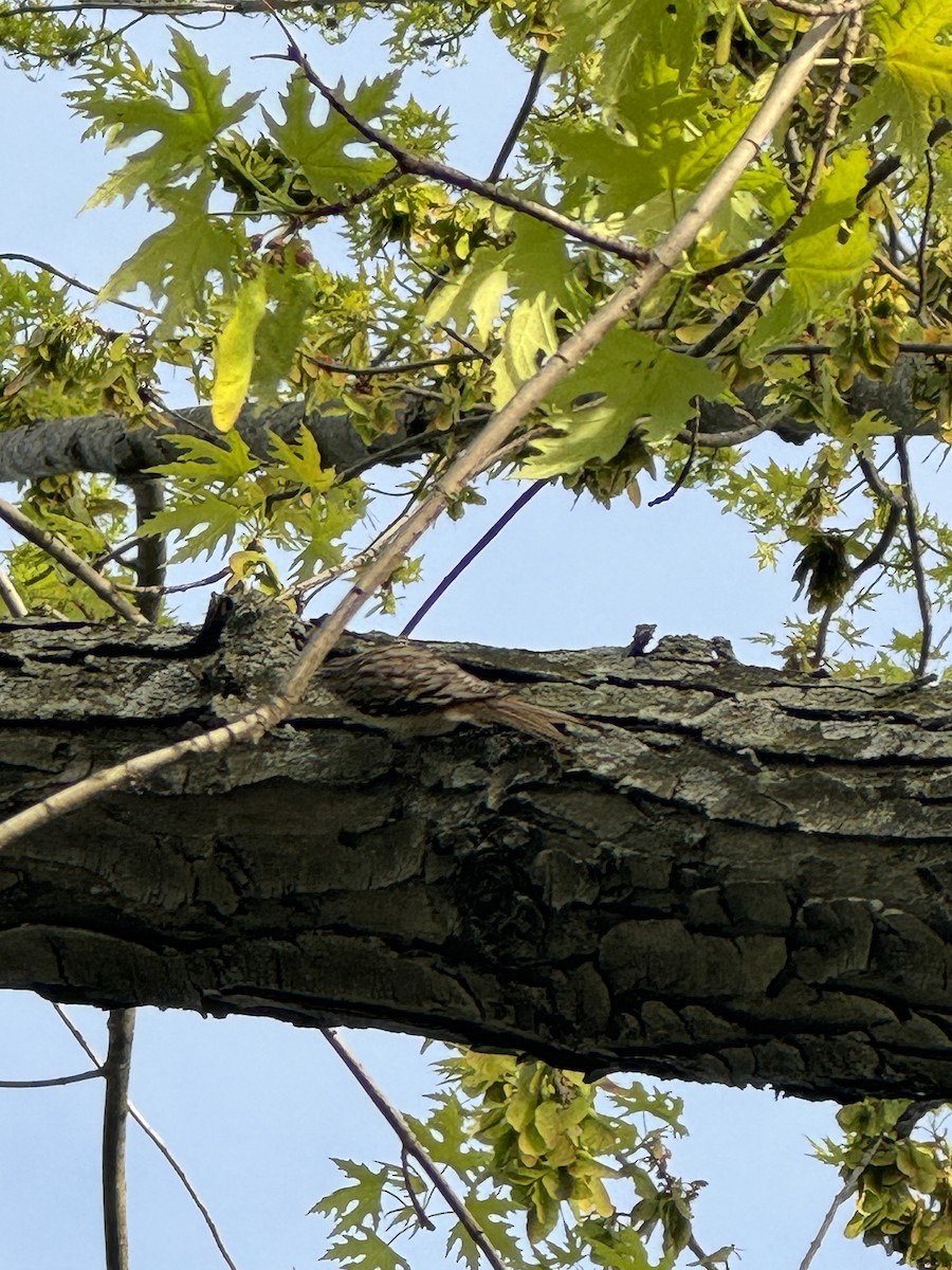 Brown Creeper - ML635366162