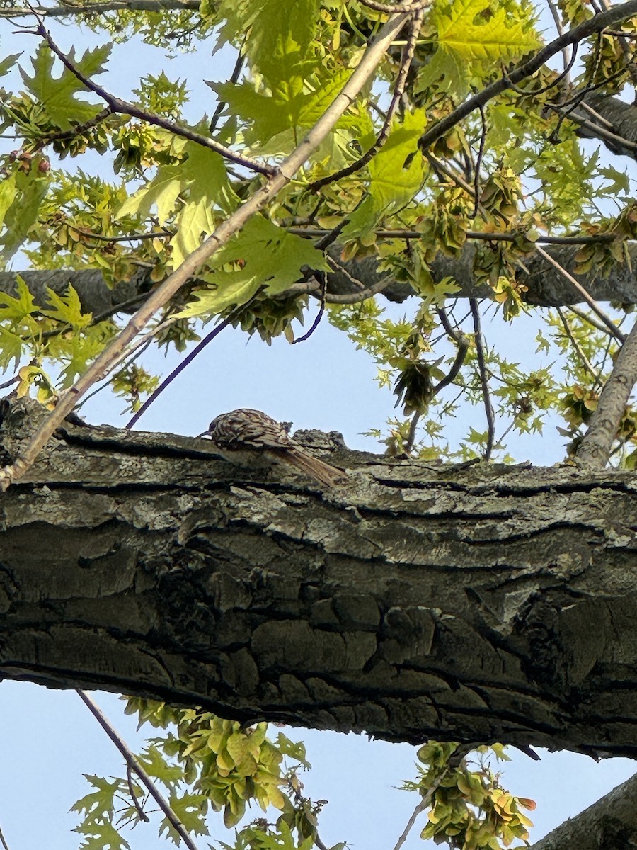 Brown Creeper - ML635366163
