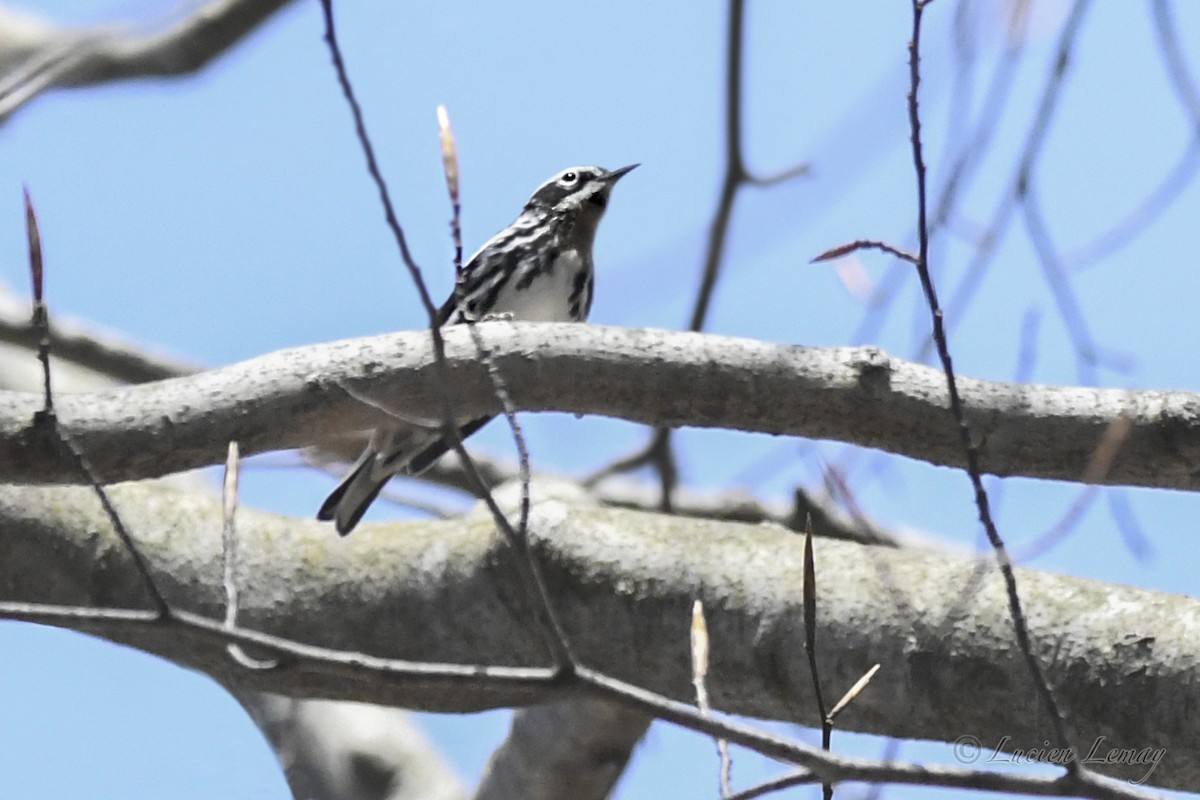 Black-and-white Warbler - ML635366164