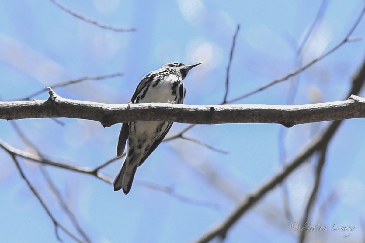 Black-and-white Warbler - ML635366166