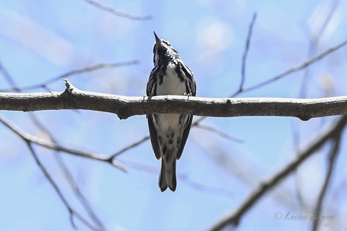 Black-and-white Warbler - ML635366178