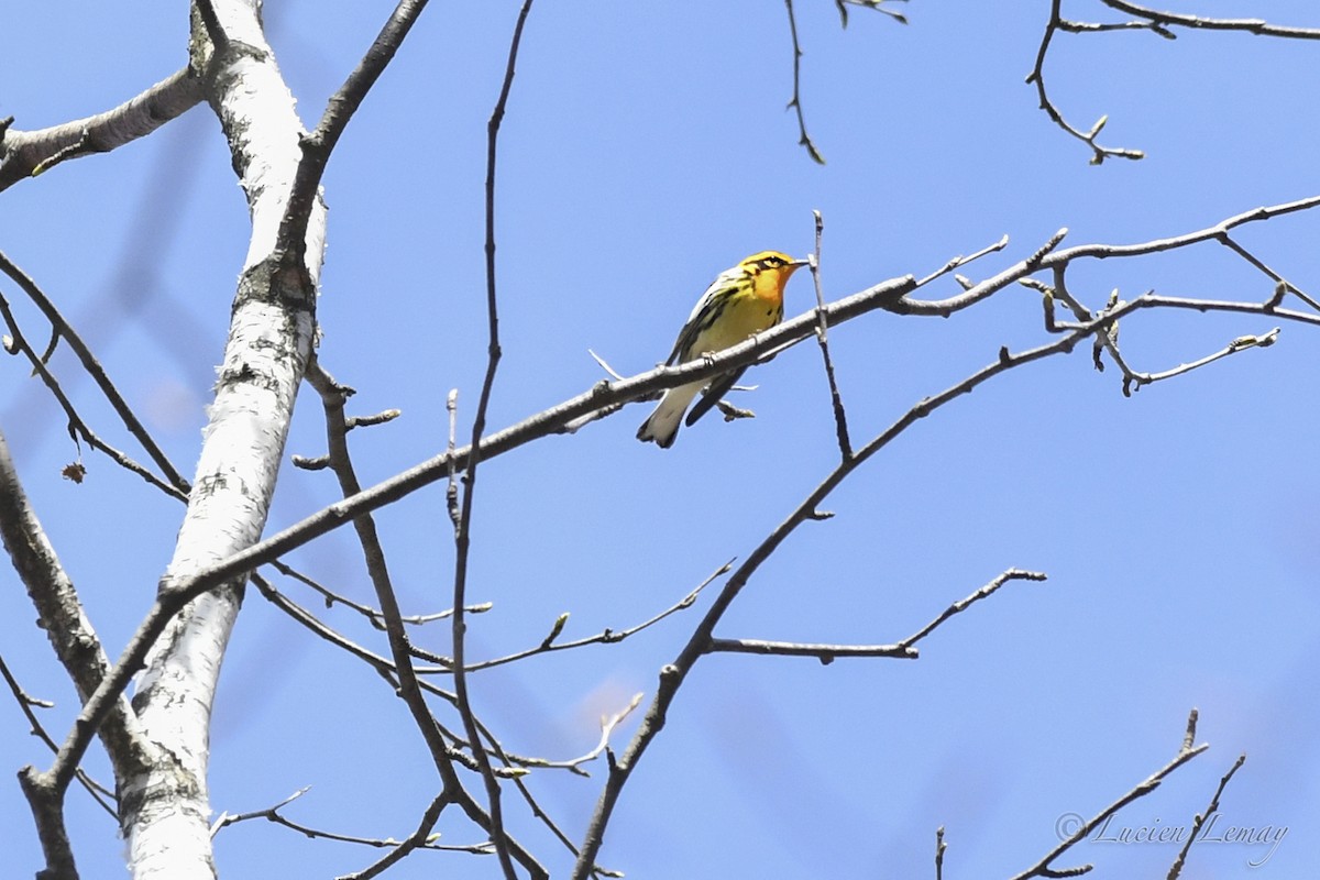 Blackburnian Warbler - ML635366188