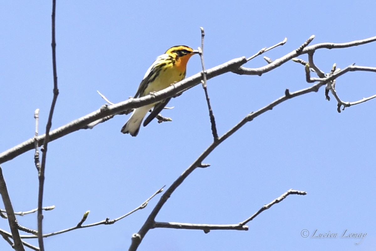 Blackburnian Warbler - ML635366199