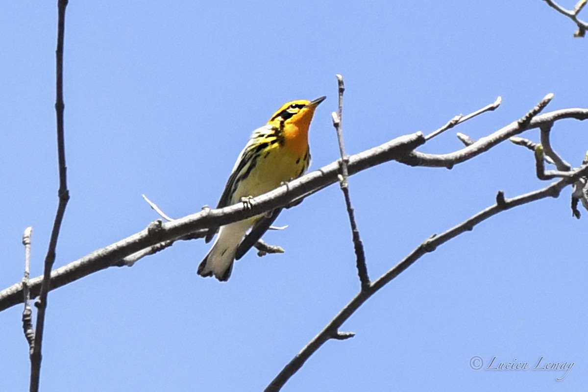 Blackburnian Warbler - ML635366205