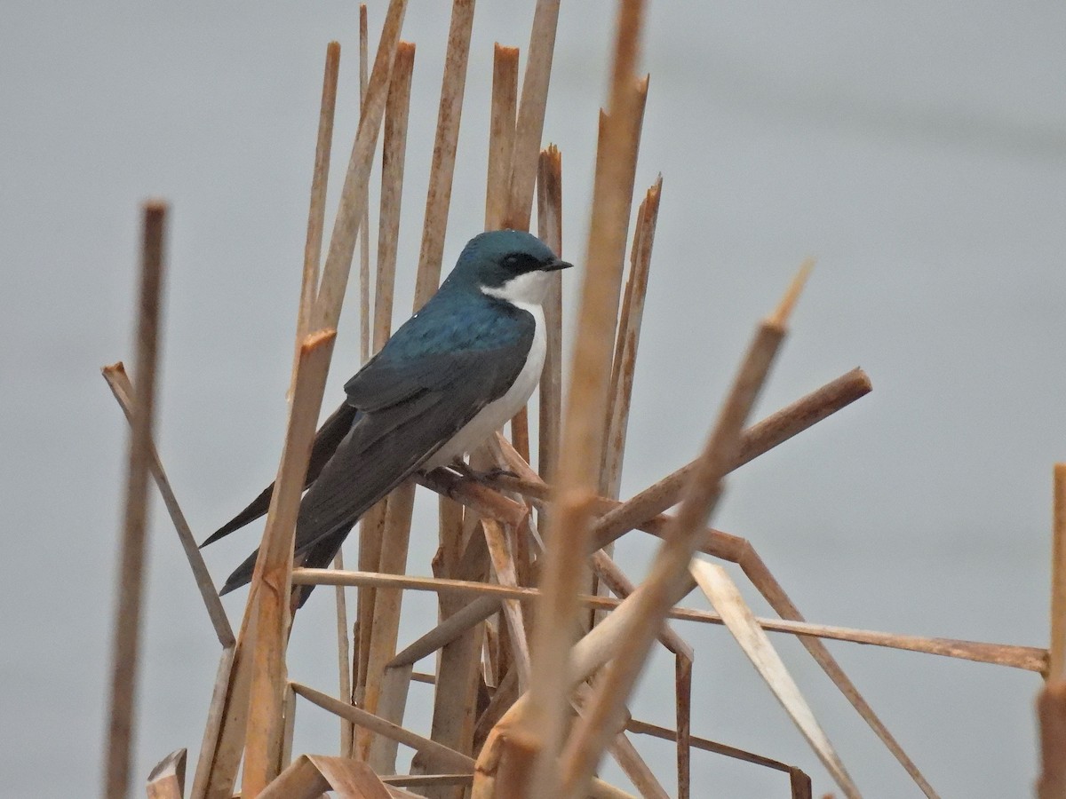 Tree Swallow - ML635366279