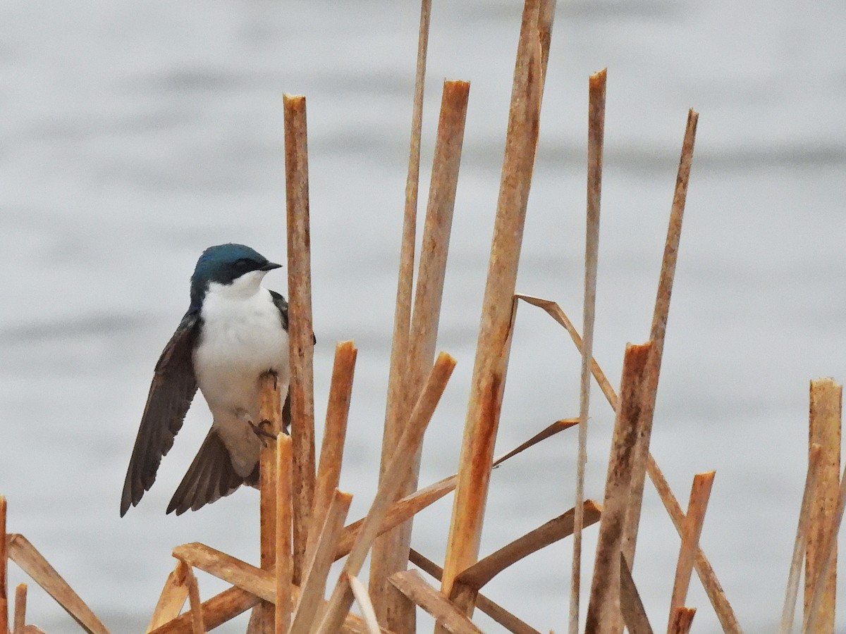 Tree Swallow - ML635366280