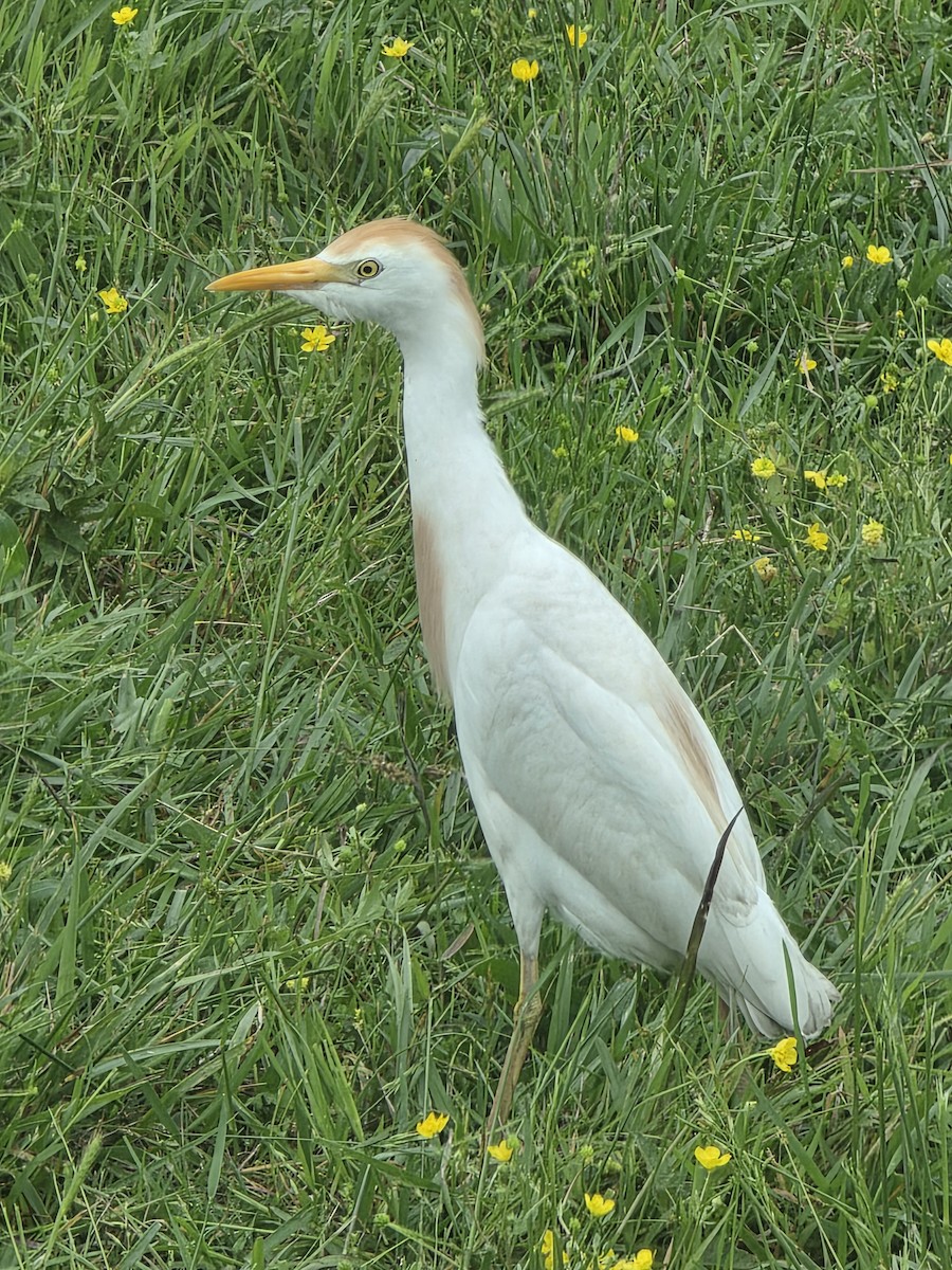 volavka rusohlavá - ML635366289