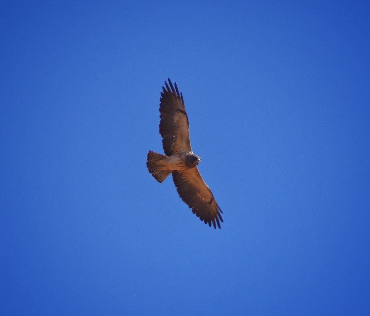 Swainson's Hawk - ML635366356
