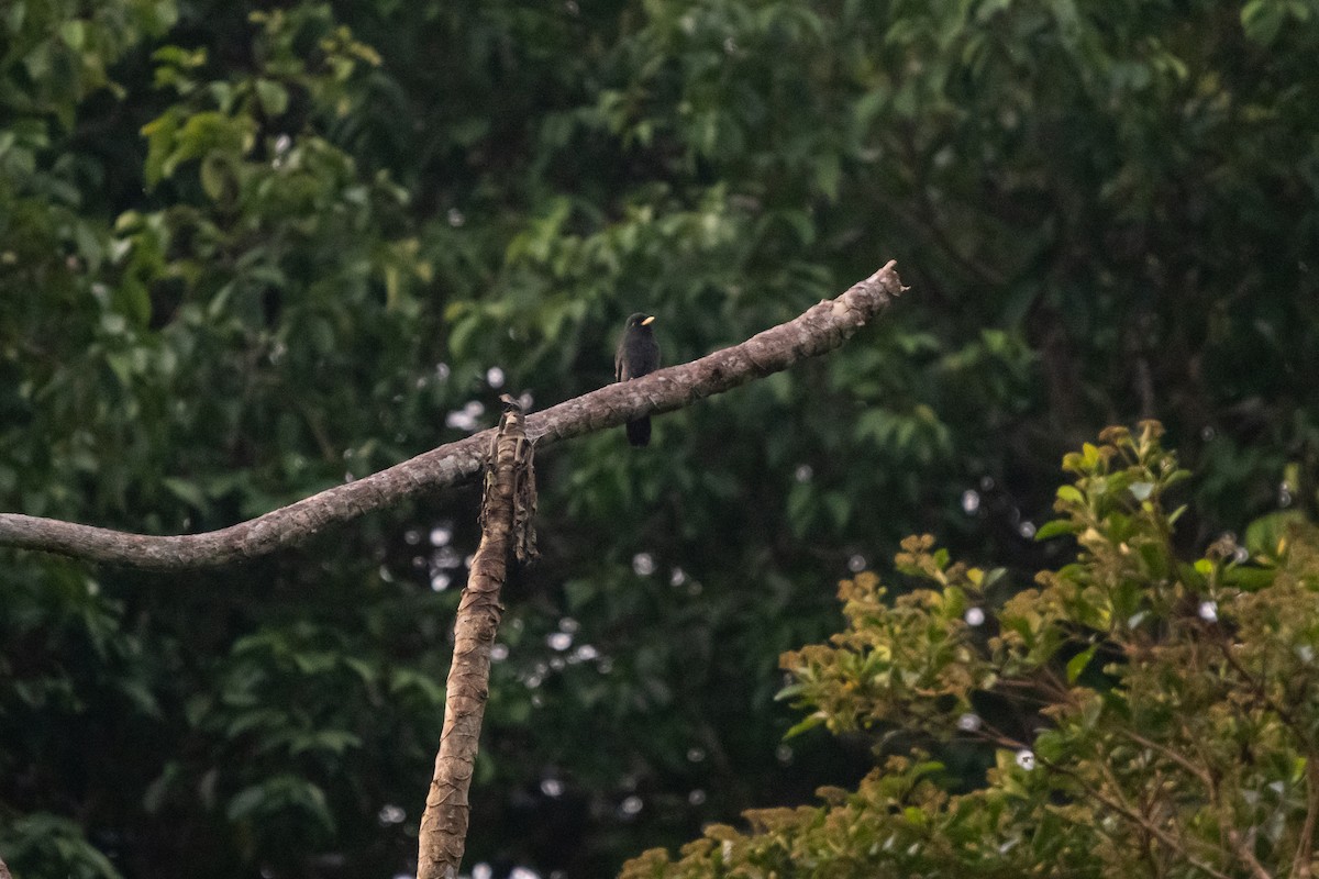 Yellow-billed Nunbird - ML635366435