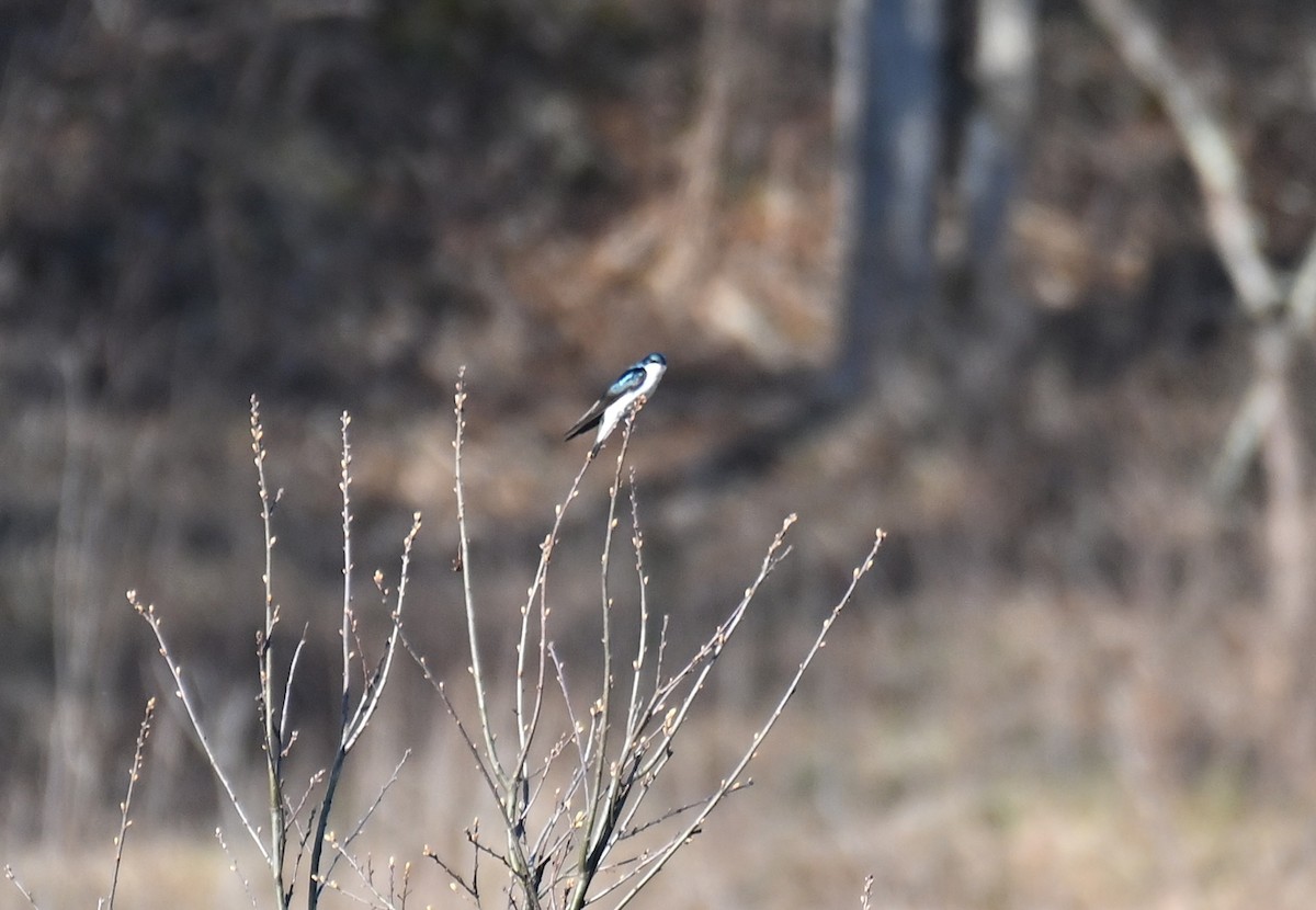 Tree Swallow - ML635366443