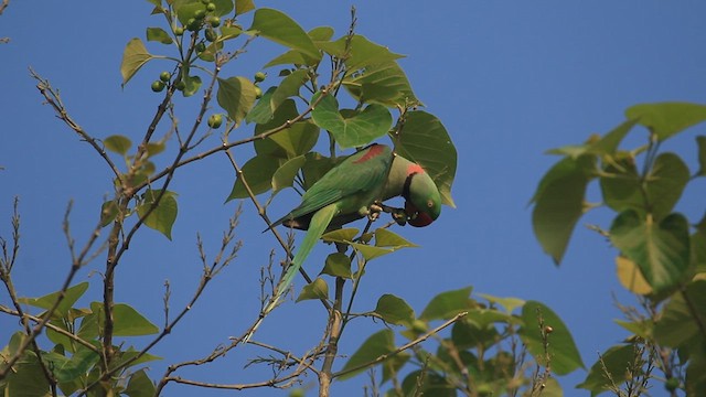 Alexandrine Parakeet - ML635366454