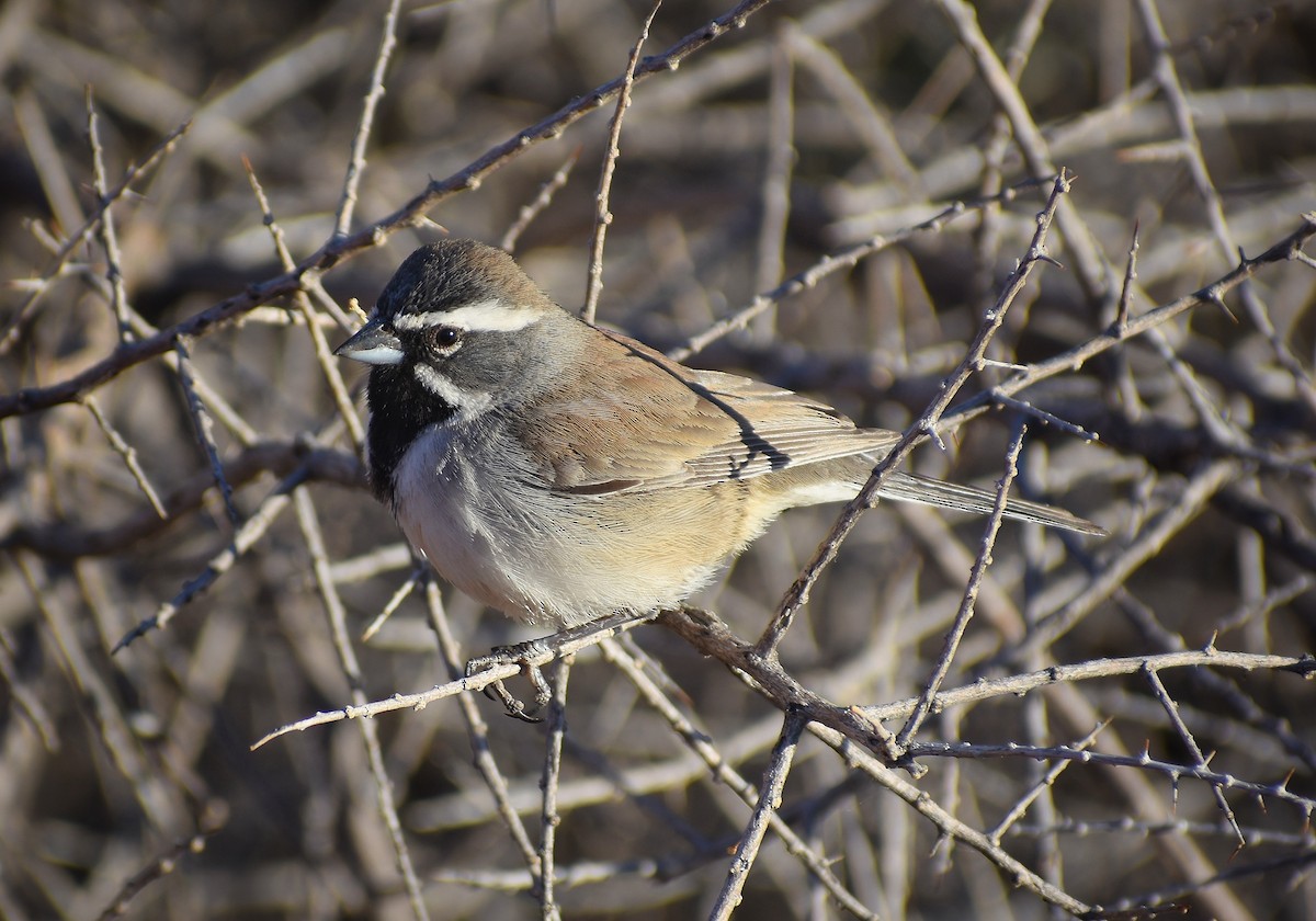 Black-throated Sparrow - ML635366470