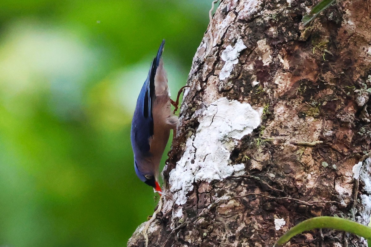 Velvet-fronted Nuthatch - ML635366509