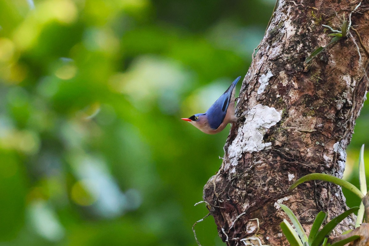 Velvet-fronted Nuthatch - ML635366510