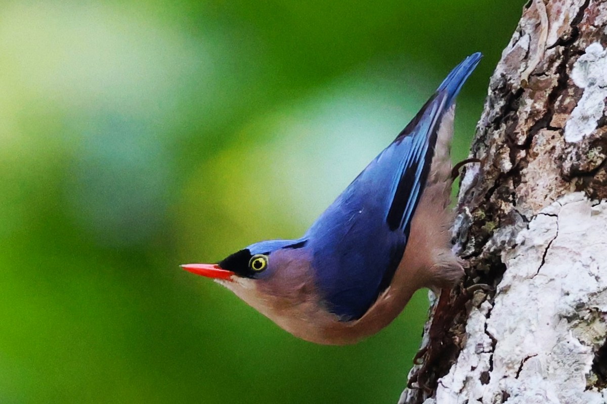 Velvet-fronted Nuthatch - ML635366511