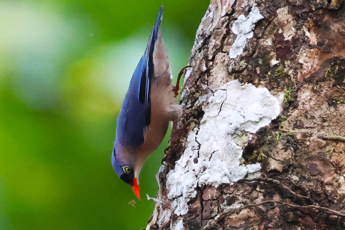 Velvet-fronted Nuthatch - ML635366512