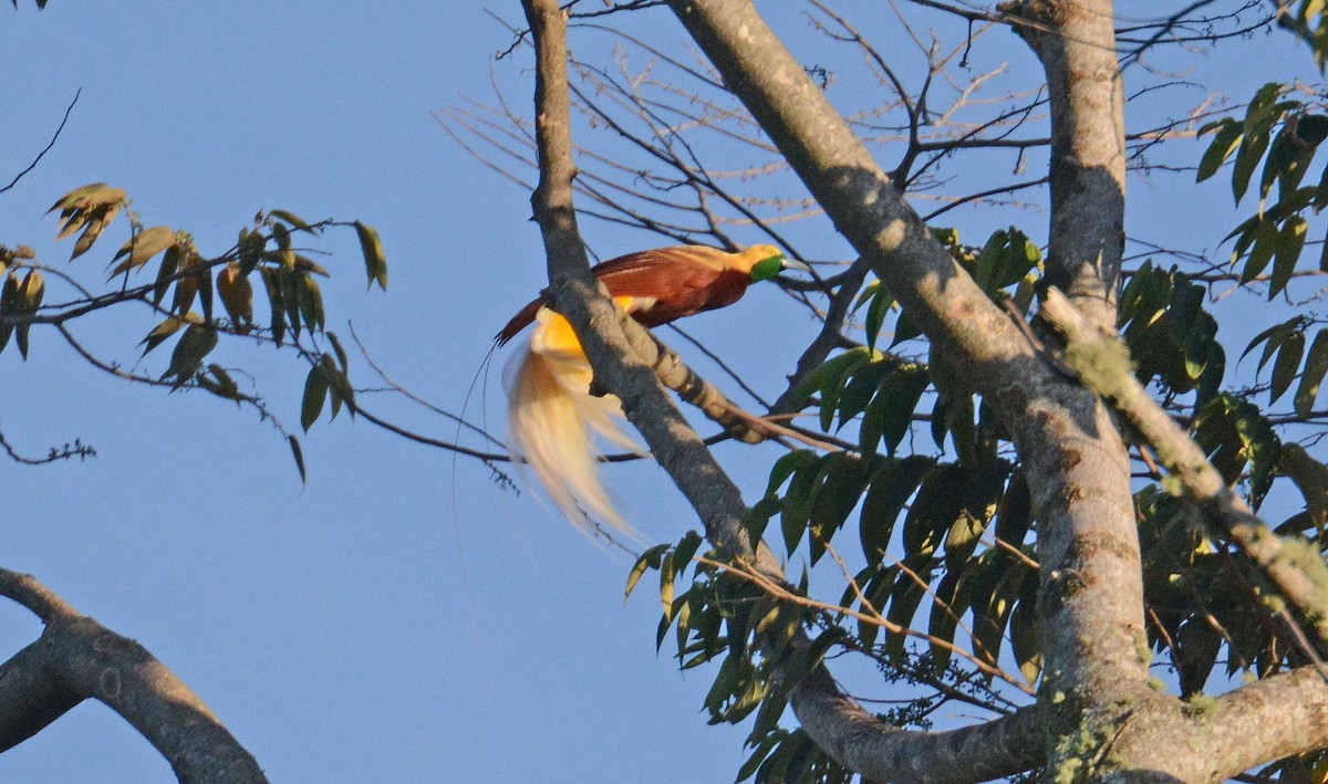 Lesser Bird-of-Paradise - ML635366556