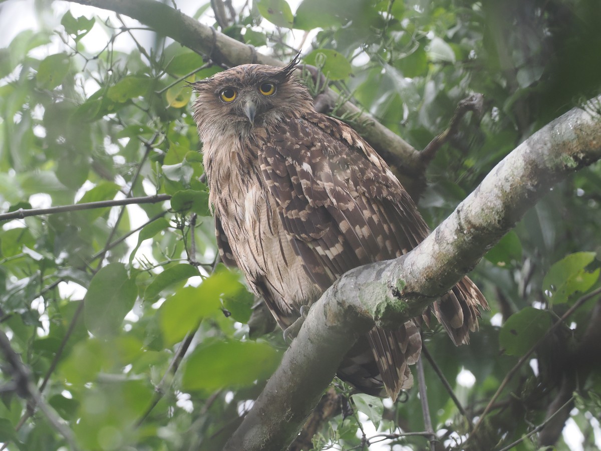 Brown Fish-Owl - ML635366568