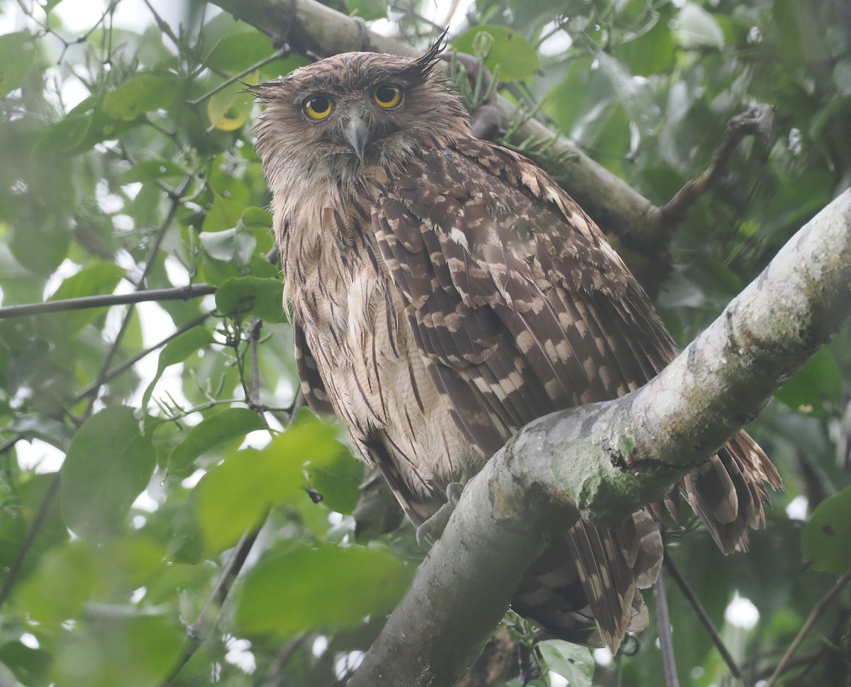 Brown Fish-Owl - ML635366583