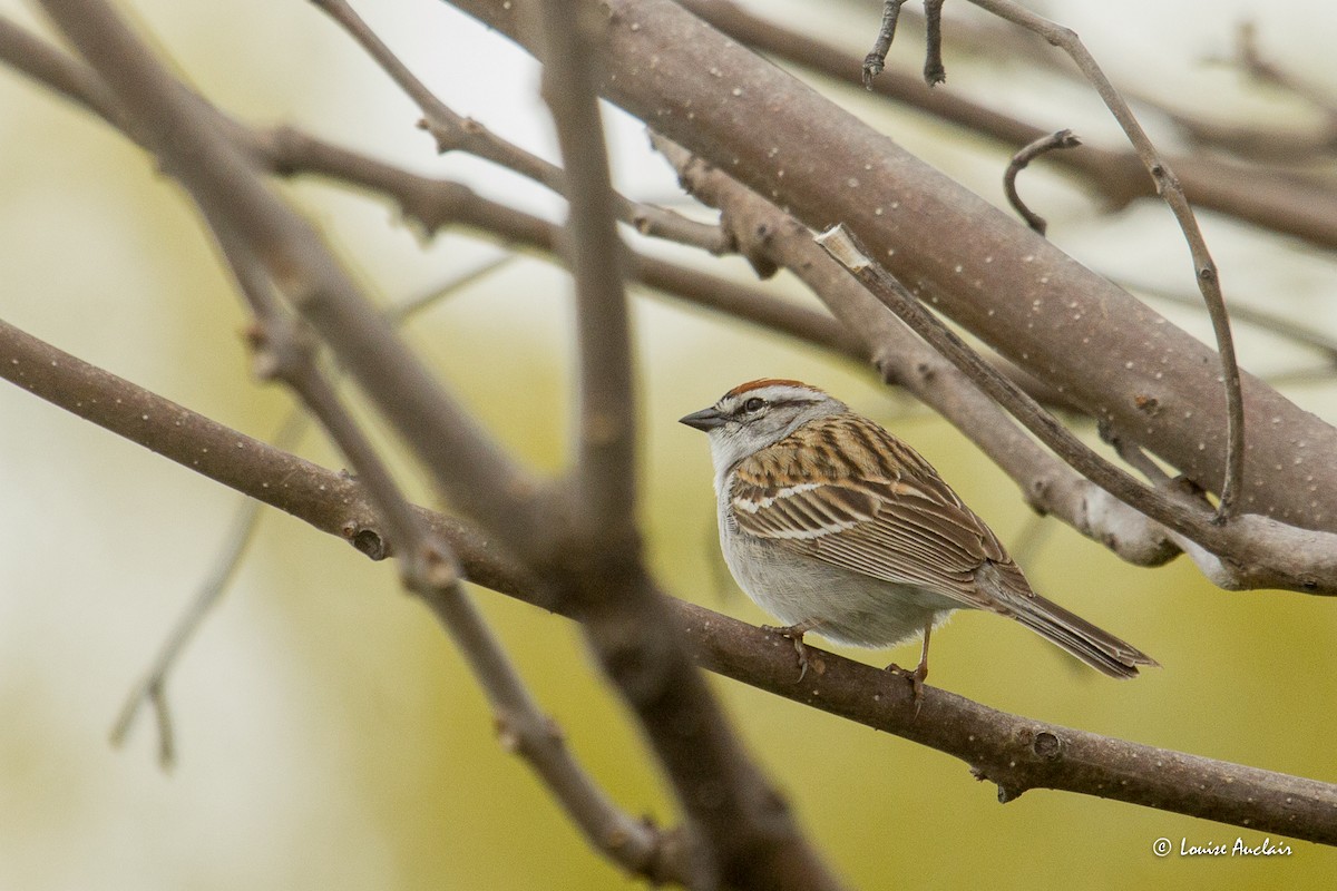 Chipping Sparrow - ML635366584