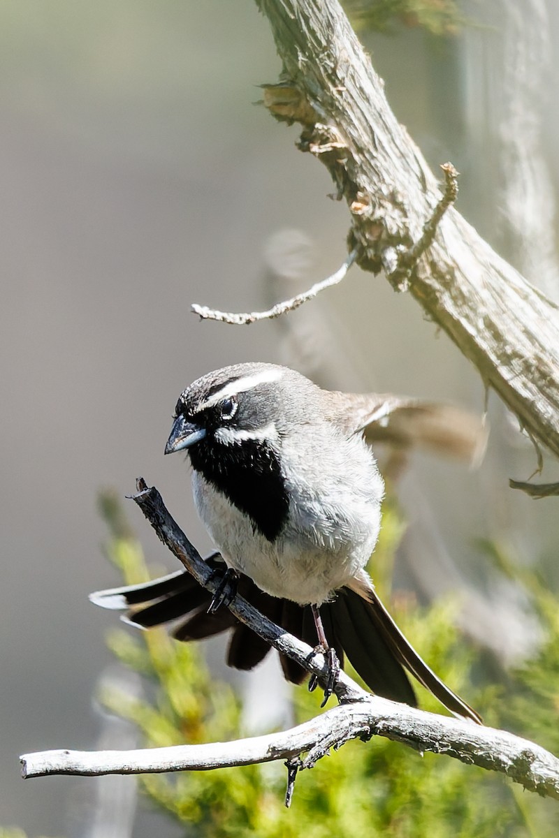Black-throated Sparrow - ML635366586