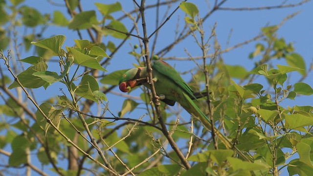 Alexandrine Parakeet - ML635366587