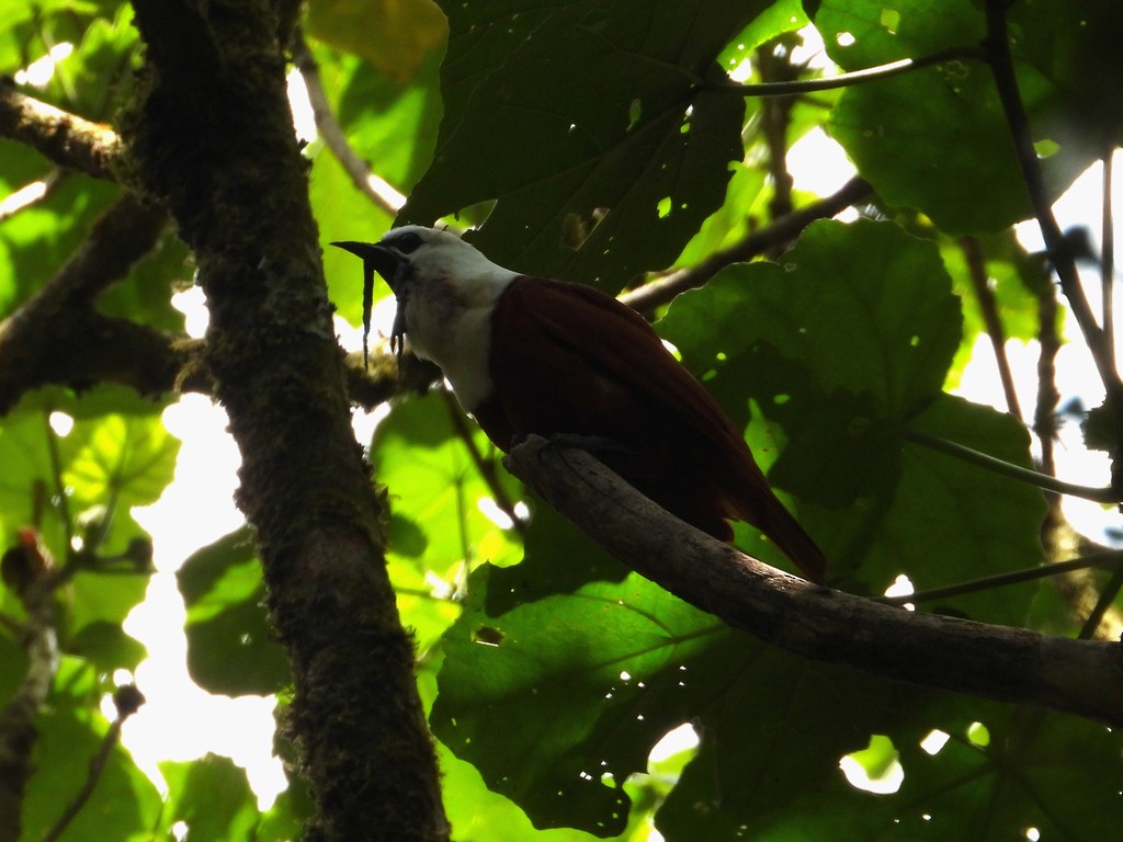 Araponga tricaronculé - ML635366591