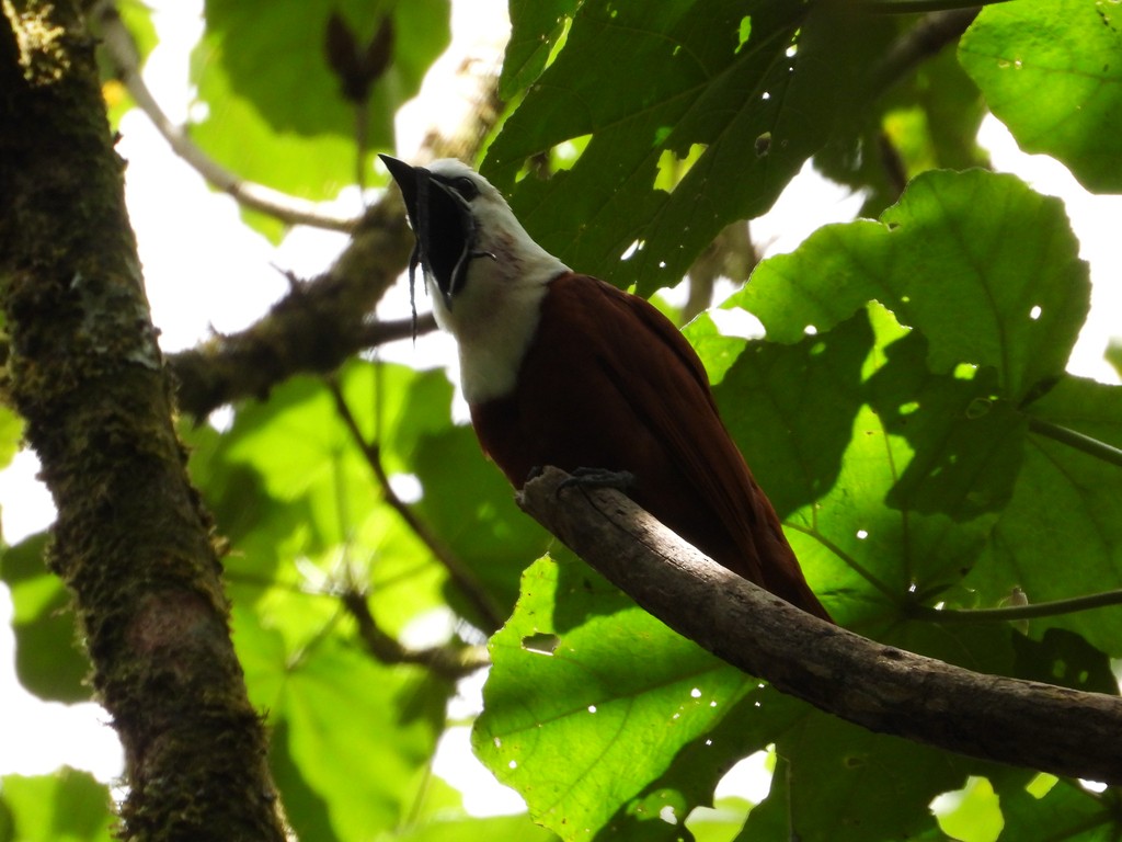 Araponga tricaronculé - ML635366592
