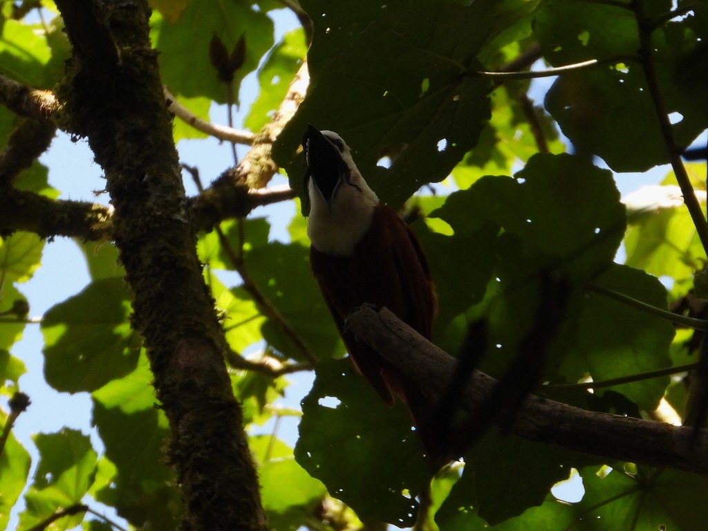 Araponga tricaronculé - ML635366594